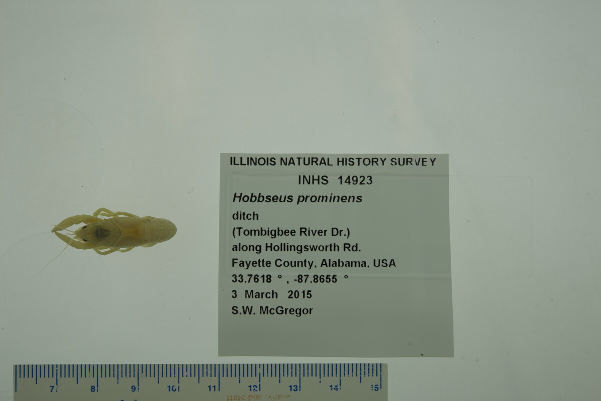 Hobbseus prominens image